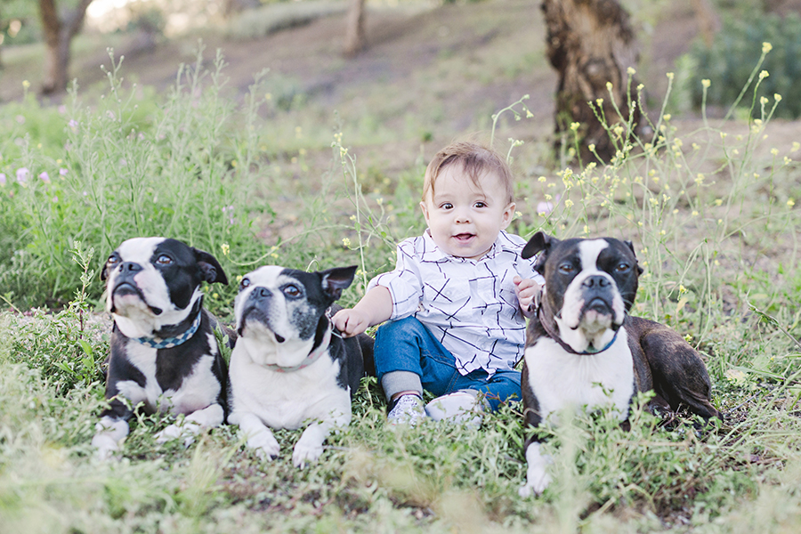 Portrait of baby boy with 3 boxer dogs