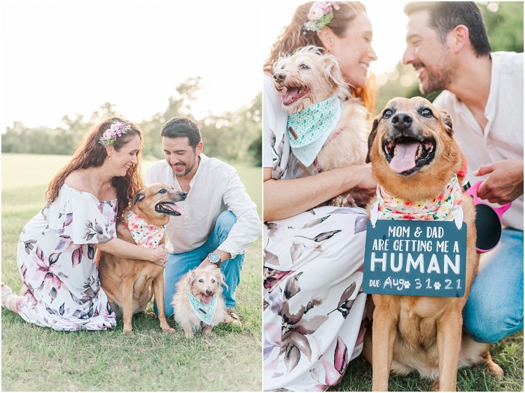 Maternity session with dogs, maternity session dog sign